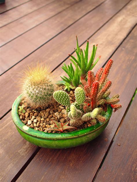 #Succulent #Cactus #minigarden #Succulentlovers #Cactuslovers Cactus Arrangement, Succulent ...