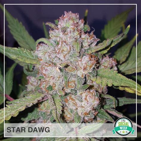 Stardawg - The Social Weed