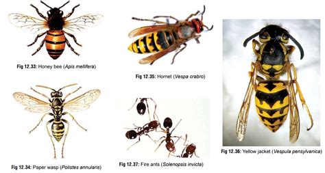 Order Hymenoptera - Venomous Insects