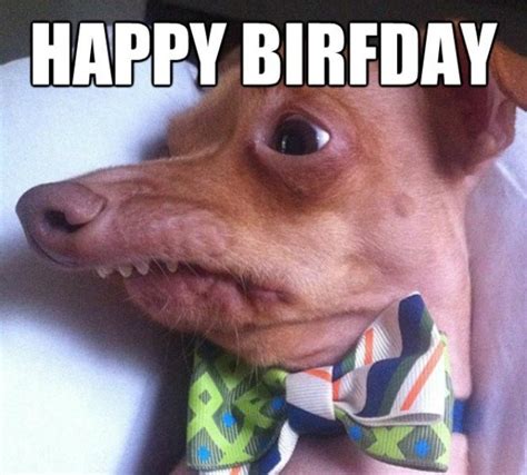 30 Most Funny Birthday Wishes Photos