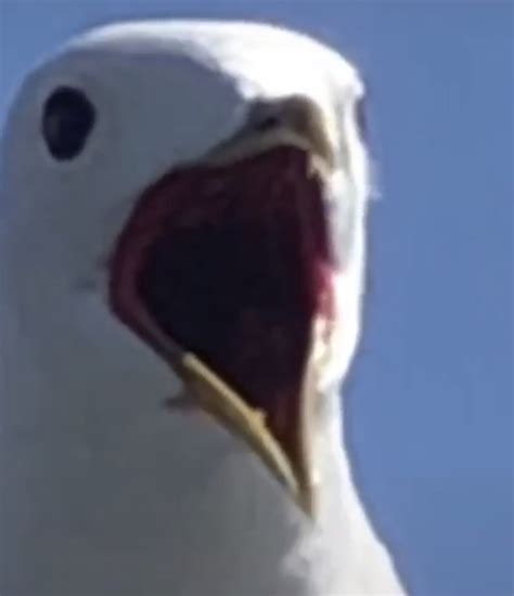 Shocked/Angry Seagull Blank Template - Imgflip