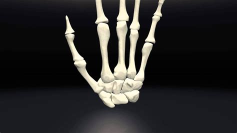 Human Skeletal Hand Structure - YouTube