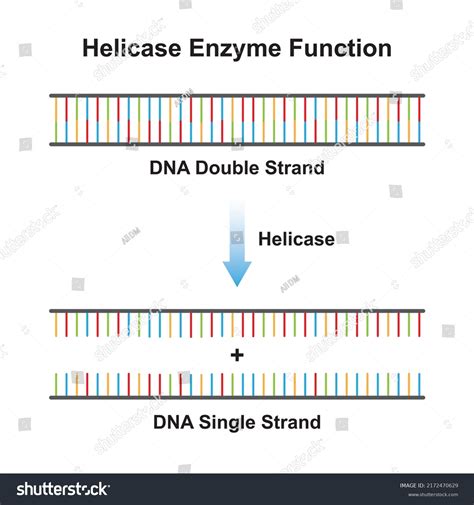 Scientific Designing Helicase Enzyme Effect On Stock Vector (Royalty Free) 2172470629 | Shutterstock