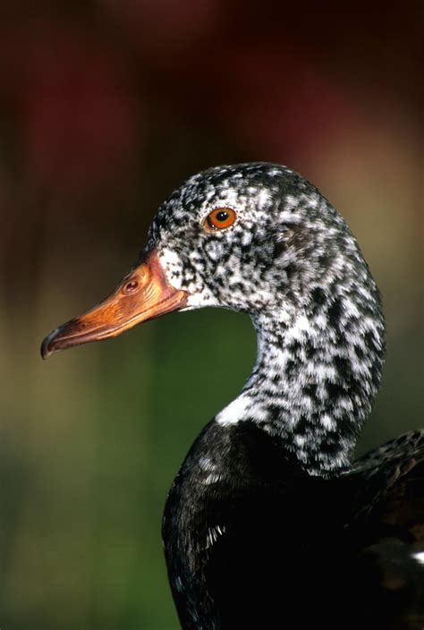 Duck | White-winged Wood Duck (Cairina scutulata) Nikon F5 c… | Flickr