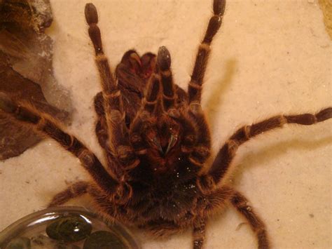 tarantula molting 5 | Getting near the end of the process. | Saskatchewan Science Centre | Flickr