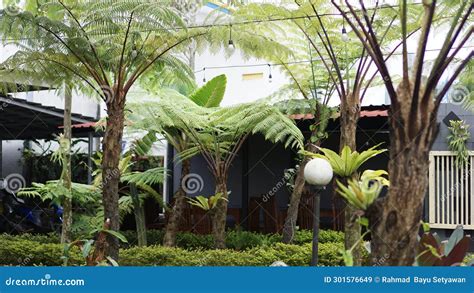 Ferns (Pteridophyta) Tree in the Park Stock Image - Image of beauty, garden: 301576649