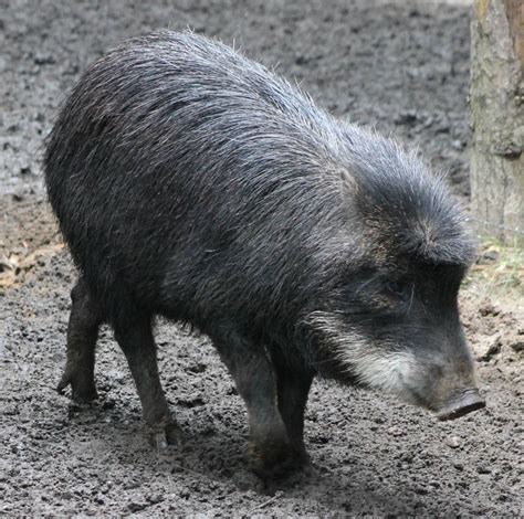 White-lipped peccary | ZooChat