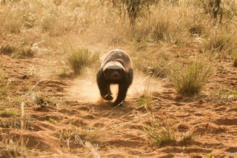 Our honey badger film is breaking Nat Geo WILD's ratings records | Behind the Scenes | Earth ...