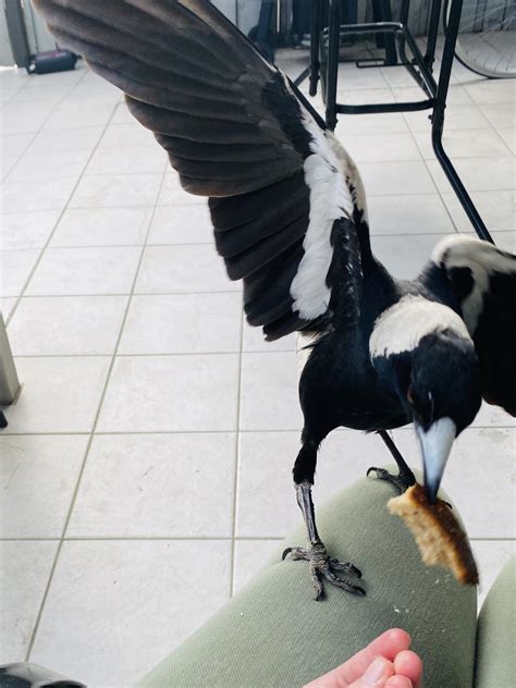 Magpie season I’ve been feeding this ones whole family for a year : r/magpie