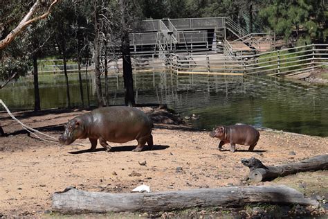 Taronga Western Plains Zoo Dubbo - Roaming The Outback