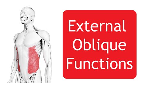 External Oblique Abdominal Muscle - Origin, Function and All