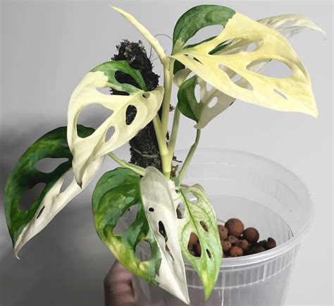 Variegated Monstera Adansonii Care and Prices - Homes Pursuit