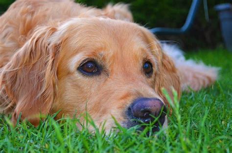 The Truth About Golden Retrievers With Blue Eyes (With Pictures ...