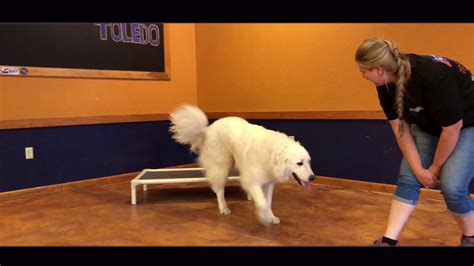 Dog Training: Great Pyrenees, Hank! Before/After Two Week Board and ...