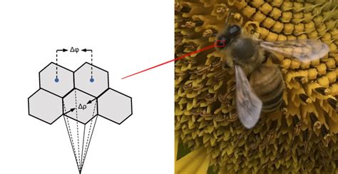 Visual structures of the honeybee's compound eyes. The ommatidia are ...