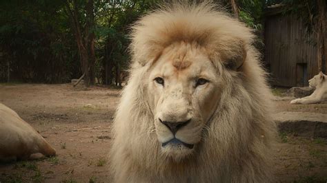 Online crop | HD wallpaper: lion, white lion, mane, zoo, lion - Feline, wildlife, africa ...