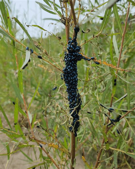 Beautiful insect swarm : r/insects