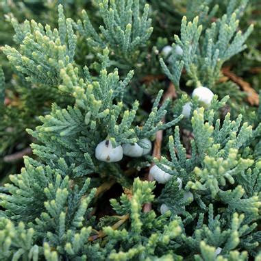 Blue Rug Juniper (Juniperus horizontalis 'Wiltonii') | Beeson's Nursery