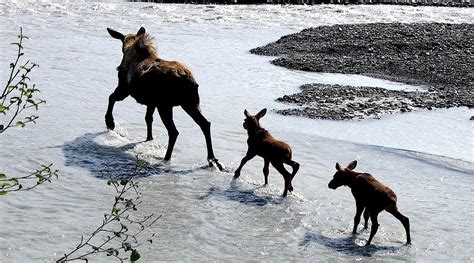 Moose Crossing At Kenai Fjords National Park | National Parks Traveler