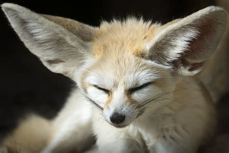 Ear to ear | Fennec foxes are normally nocturnal, so this on… | Flickr