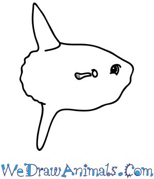 How to Draw a Cartoon Sunfish