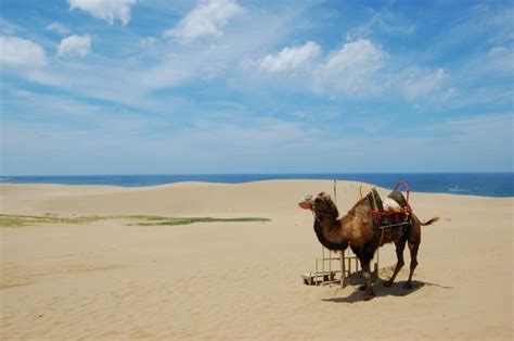 The Tottori Sand Dunes in Japan is a Little-Known Place You Should Visit