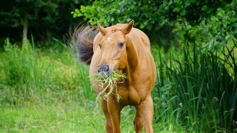 Brown Horse Eating Grass · Free Stock Photo