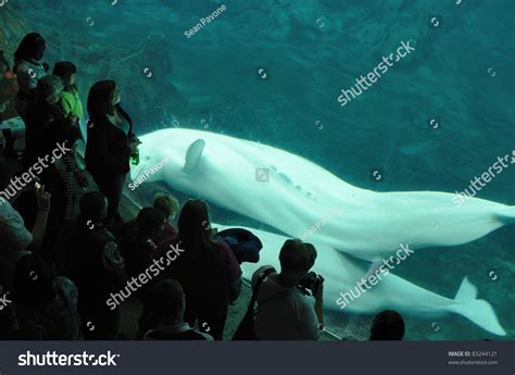 Atlanta, Georgia - February 22: Beluga Whales Mate At The Georgia ...