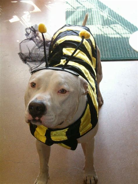 Pin by Janelle Andrade on Pit Bulls | Dog halloween costumes, Puppies and kitties, Pitbulls