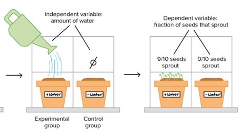 Controlled experiments (article) | Khan Academy