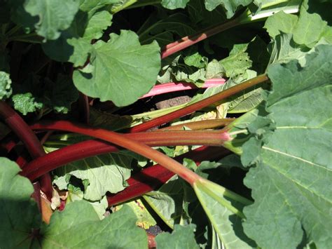 Rhubarb Varieties | High Altitude Rhubarb - Organic Farm & Nursery