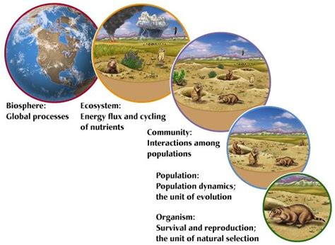 Organism, Population, Community, Ecosystem, Biosphere. | Ecosystems, Biology classroom, Science ...