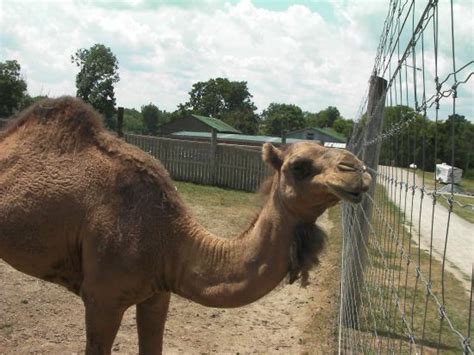 Brantford Twin Valley Zoo - 2021 All You Need to Know BEFORE You Go (with Photos) - Tripadvisor