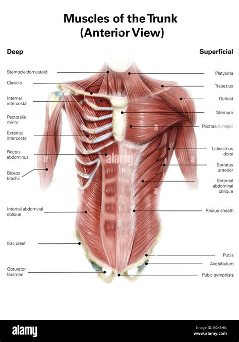 Ilustración Digital de músculos del torso humano, vista anterior Fotografía de stock - Alamy