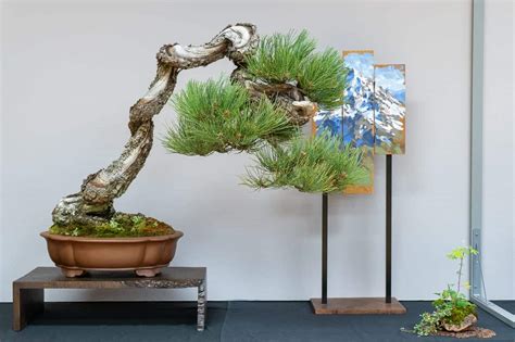 Ponderosa-pine – Bonsai Today