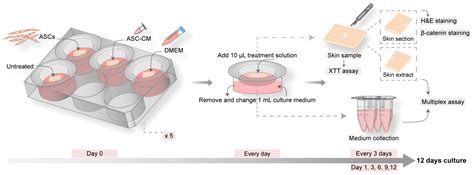 Cells | Free Full-Text | Effects of Adipose-Derived Stem Cells and ...