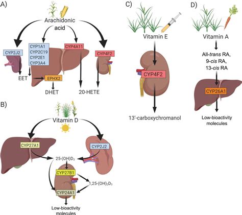 Widespread basal cytochrome P450 expression in extrahepatic bovine ...