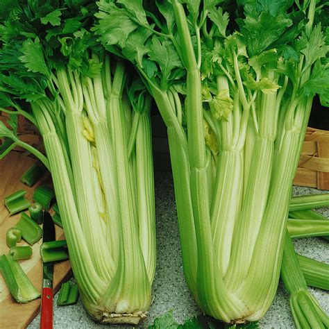 Celery Seeds - 'Tall Utah 52/70'