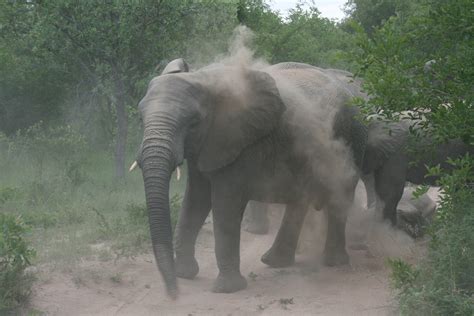 Gambar Klasifikasi Gajah Asia Afrika Hewan Gambar Fauna di Rebanas ...