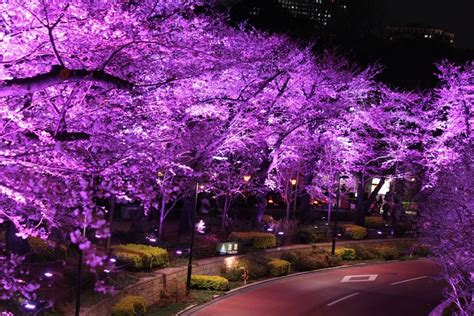 purple trees are lit up in the night