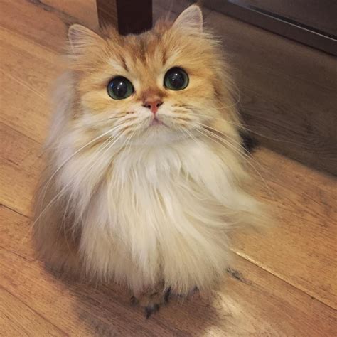 This Magnificently Fluffy Cat Looks Part Fox - Love Meow