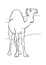 Camels coloring Pages  Free Coloring sketch template