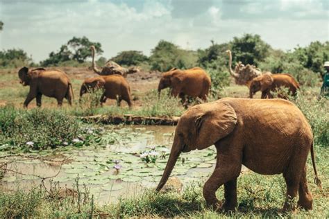 Nairobi National Park (Official GANP Park Page)