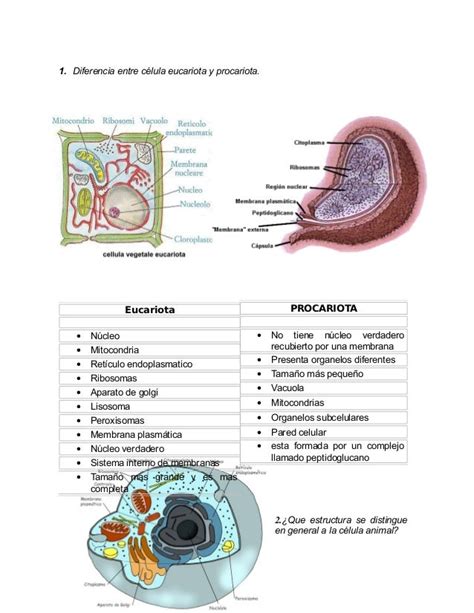 Diferencia entre-celula-eucariota-y-procariota