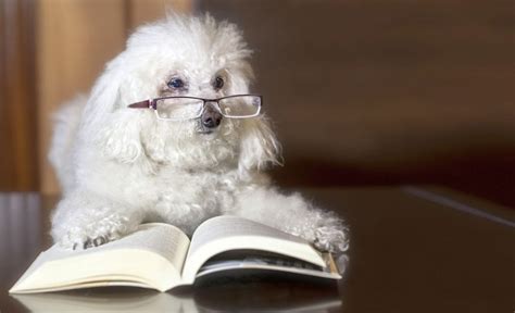 450+ Nerdy Dog Names: Geeky Names For Your Canine!