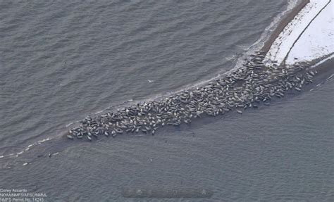 Biggest Walrus Gathering ever Recorded