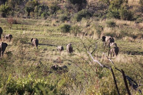 Where you go I go..: Pilanesberg National Park