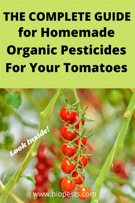 How To Make Homemade Pesticides for Tomatoes in 2021 | Organic pesticide, Organic pest control ...