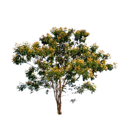 Yellow Poinciana Tree - Rokn Alashjar