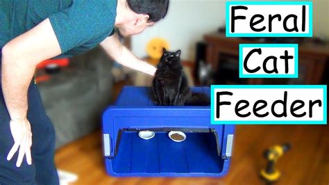 Diy Feral Cat Feeding Station Sale Discounts | www.meesenburg.kz